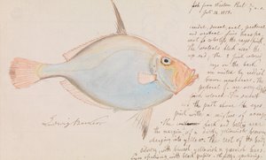 Daurade argentée, Cyttus australis - Ludwig Becker